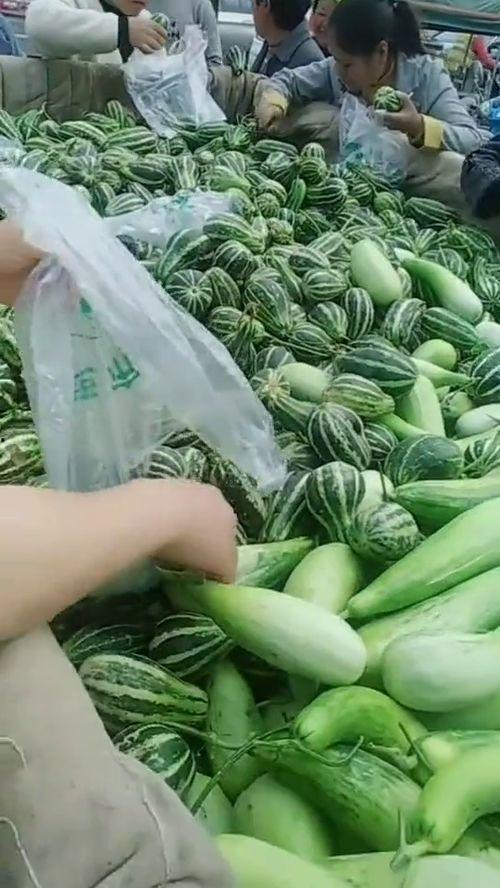 杭州西郊农民吃瓜,农民丰收时节的甜蜜生活