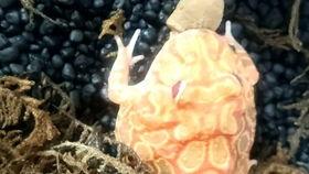 吃白小瓜,探寻夏日清新口感