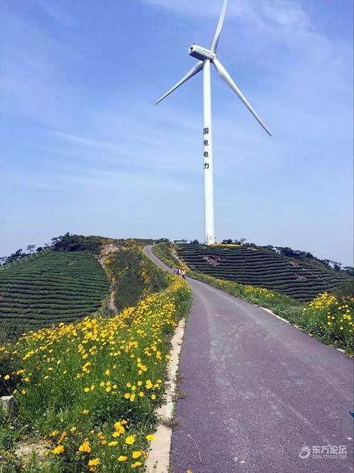风车网红路,探寻自然与人文的交融之旅