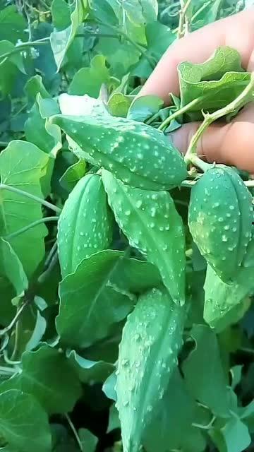 生物教授吃瓜,探索植物世界的奥秘