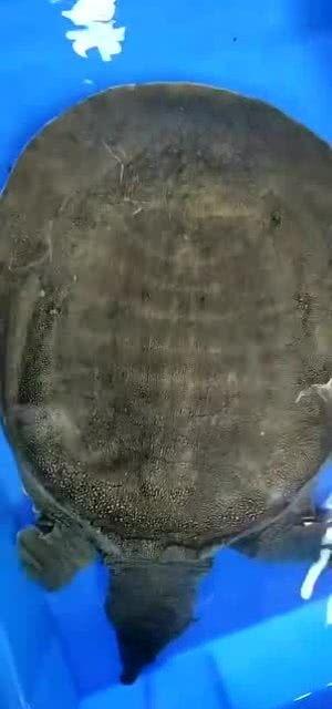 万州哪里有网红甲鱼,探寻当地美食新宠