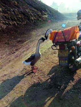 章丘网红鹅,萌态可掬的“网红”传奇