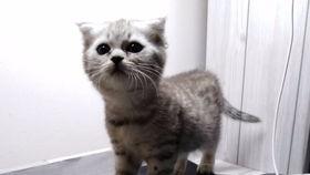 喵可吃瓜,揭秘娱乐圈那些不为人知的幕后故事