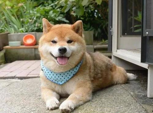 今日头条养柴犬,从萌宠到忠诚伙伴的蜕变之旅