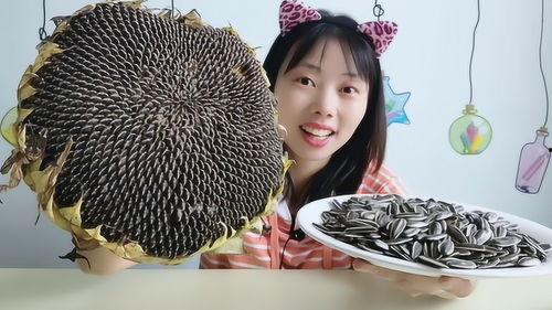 种向日葵吃瓜,探寻自然界的和谐共生